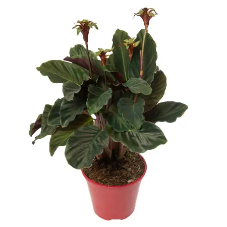 Калатея Кроката (Calathea Crocata)