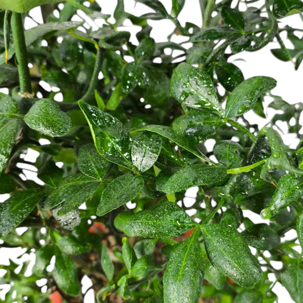 Понцирус Монструоза / Poncirus trifoliata Monstruosa — цитрусовое растение, детальное фото
