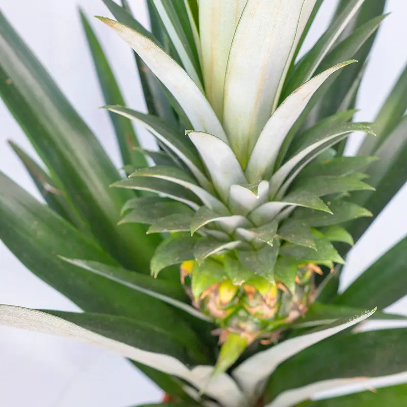 Ананас Чампака / Ananas Champaca