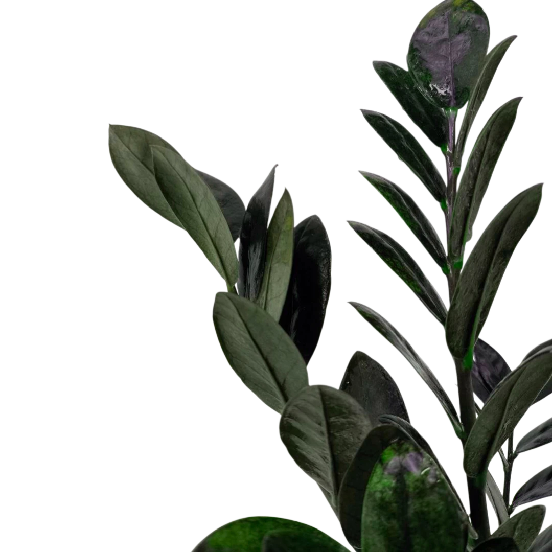 Замиокулькас Равен/ Zamioculcas zamiifolia "Raven" купить
