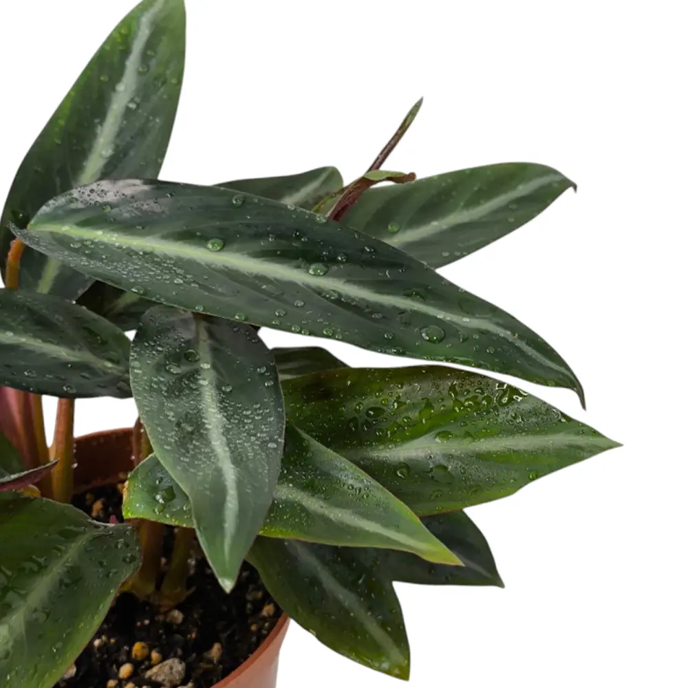 Строманта sanguinea купить