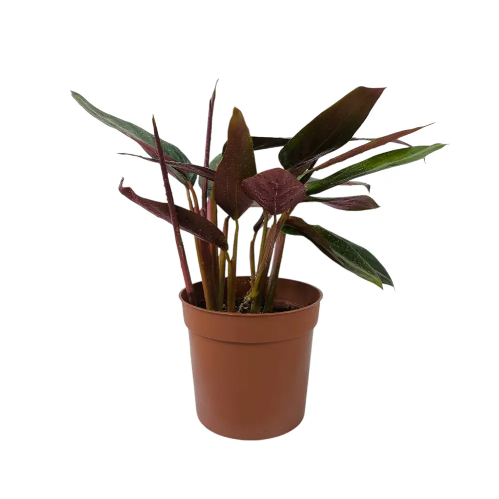 Строманта sanguinea купить