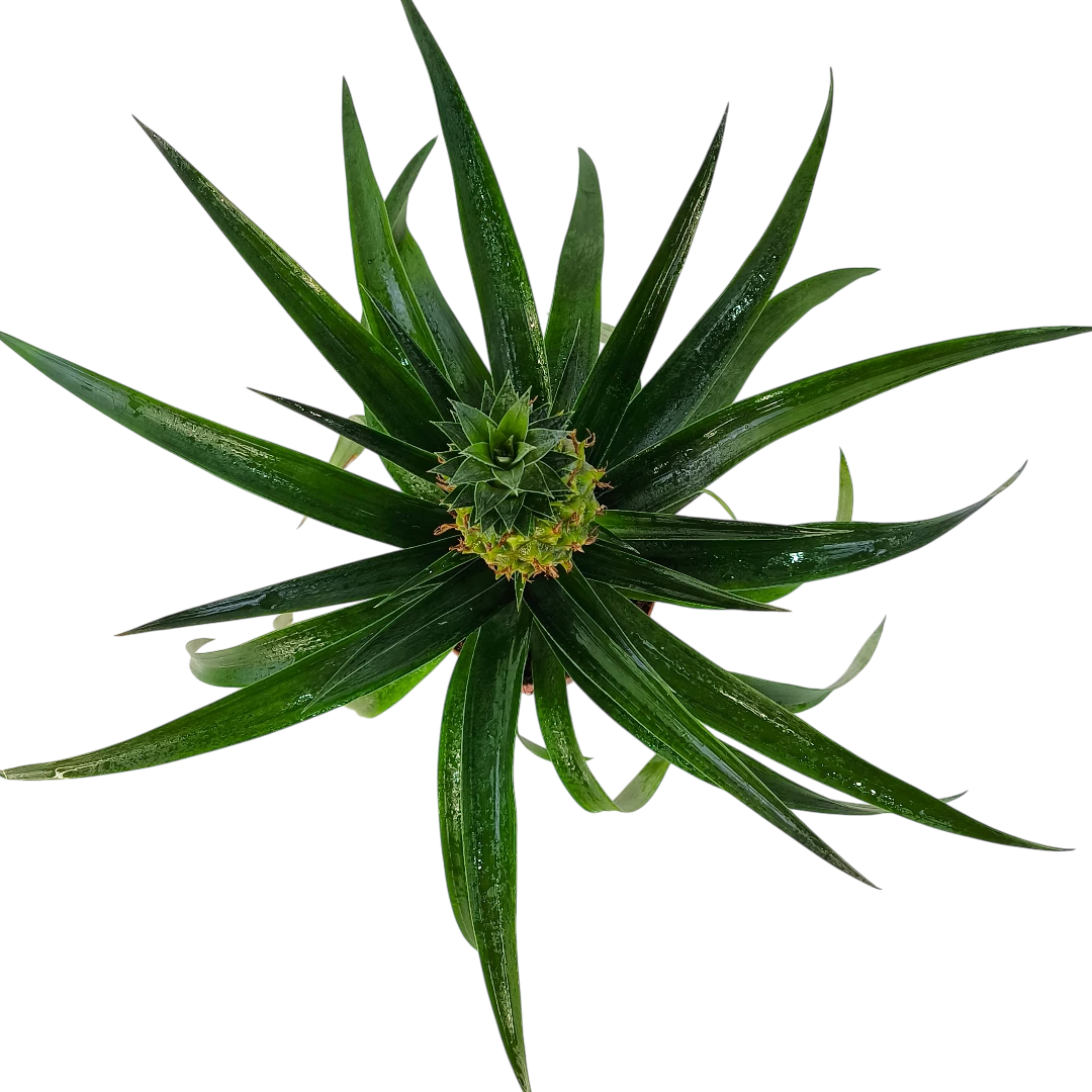 Ананас Ми Амиго / Ananas Mi Amigo
