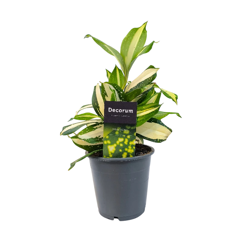 Драцена Суркулоза Милки Вэй / Dracaena surculosa Milky Way купить