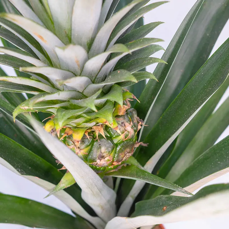 Ананас Чампака / Ananas Champaca