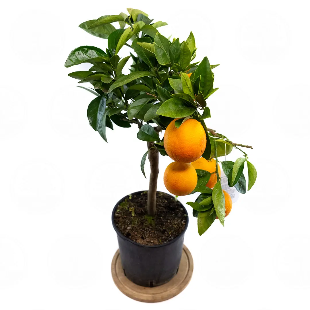Апельсин Фрагола / Orange Fragola — цитрусовое растение, детальное фото
