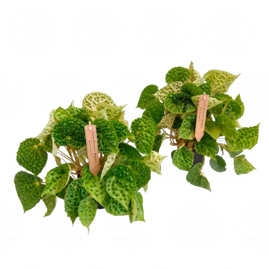 Бегония ferox 'Green Form' купить
