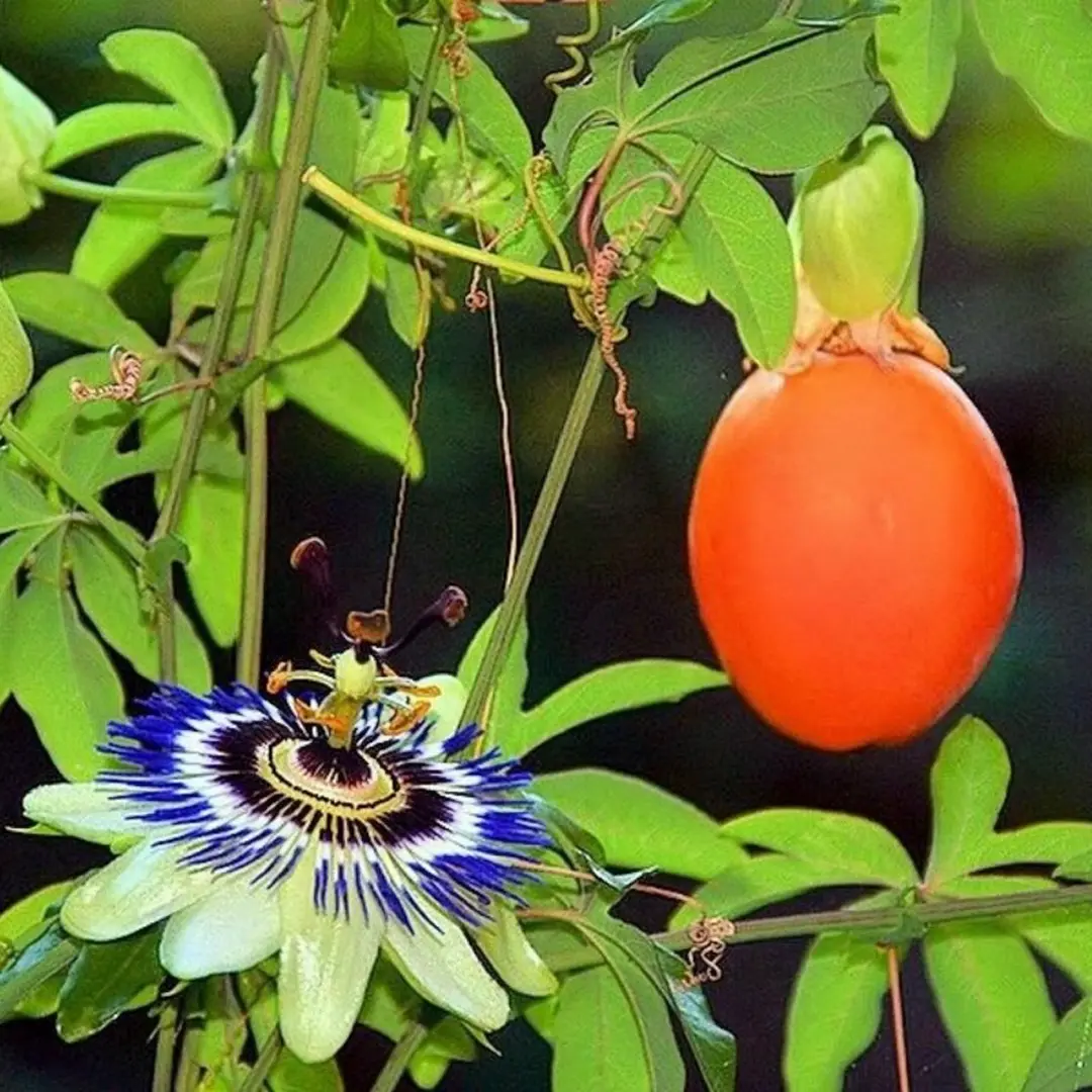 Страстоцвет / Пассифлора "Кавалерийская звезда" (Passíflora caerulea)