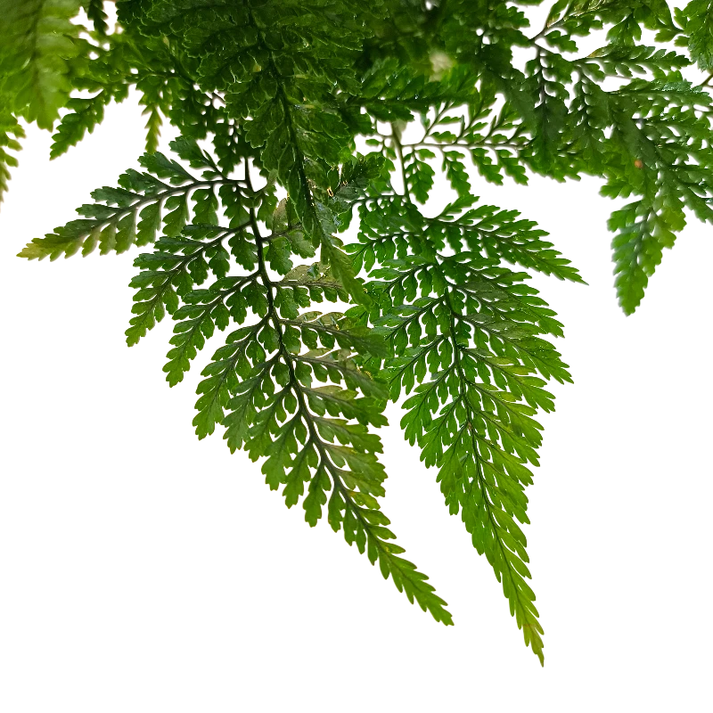 Даваллия Фиджийская / Davallia fejeensis купить