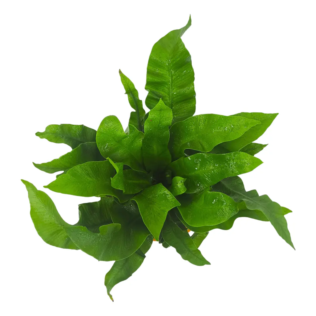 Асплениум Флейм / Asplenium Flame купить