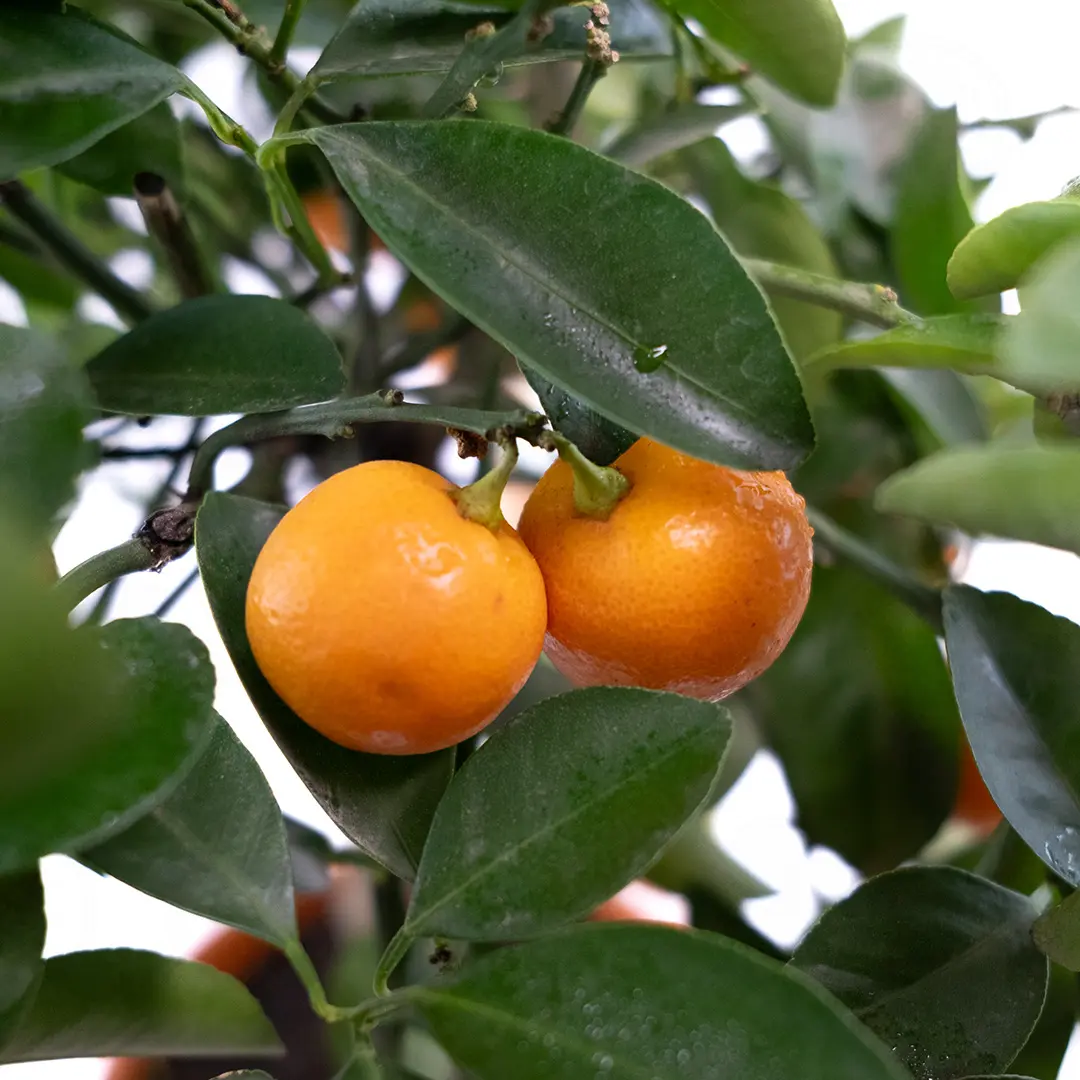 Каламондин / Calamondin — цитрусовое растение, детальное фото

