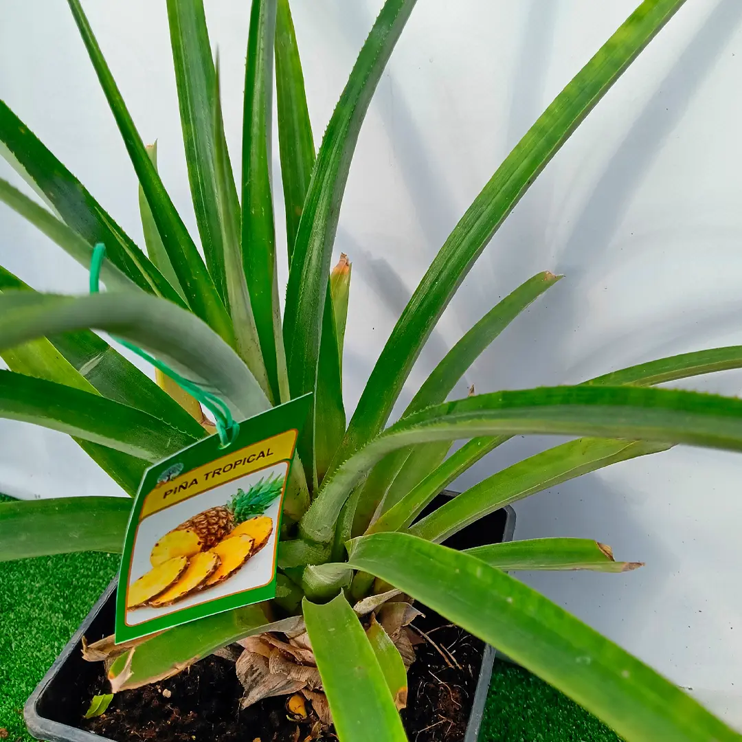 Ананас крупноплодный / Ananas comosus