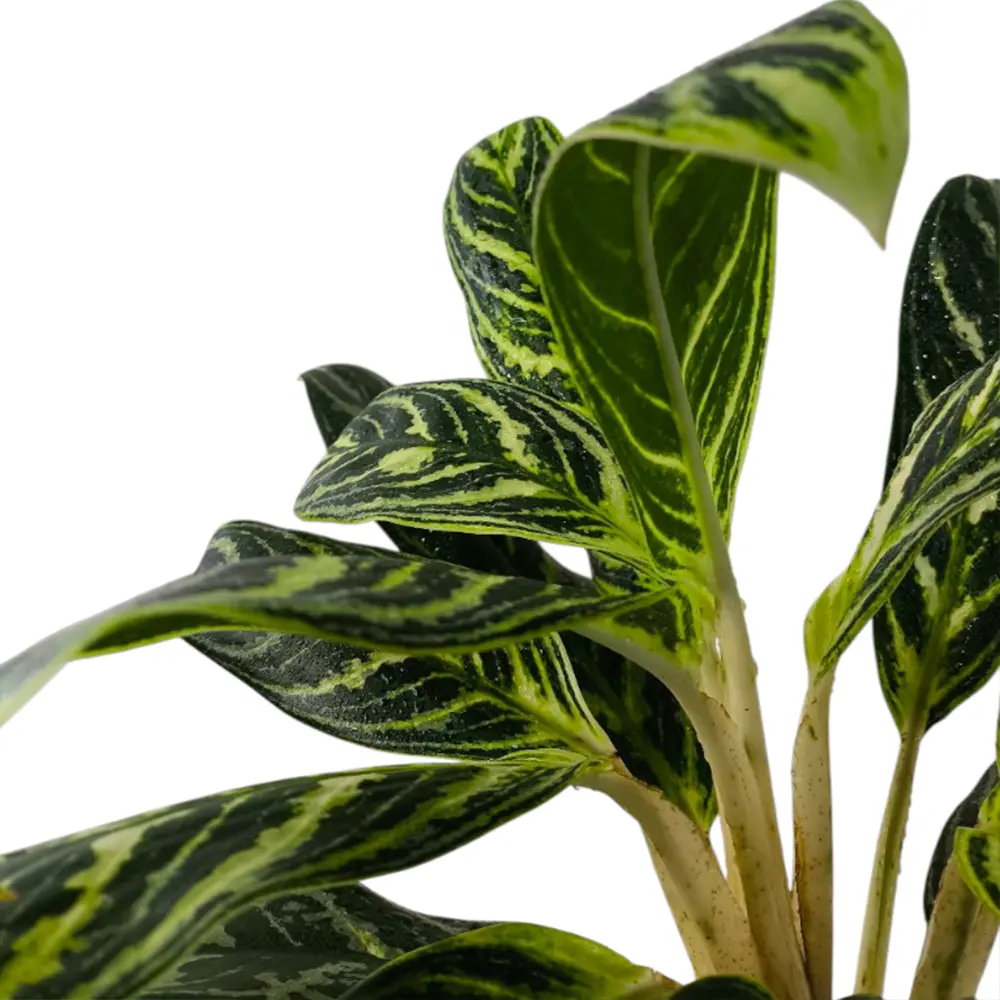 Аглаонема "Ivy Green" купить