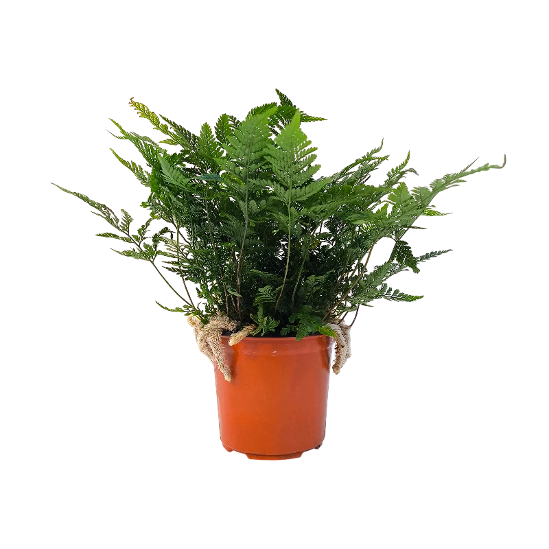 Даваллия Фиджийская / Davallia fejeensis купить