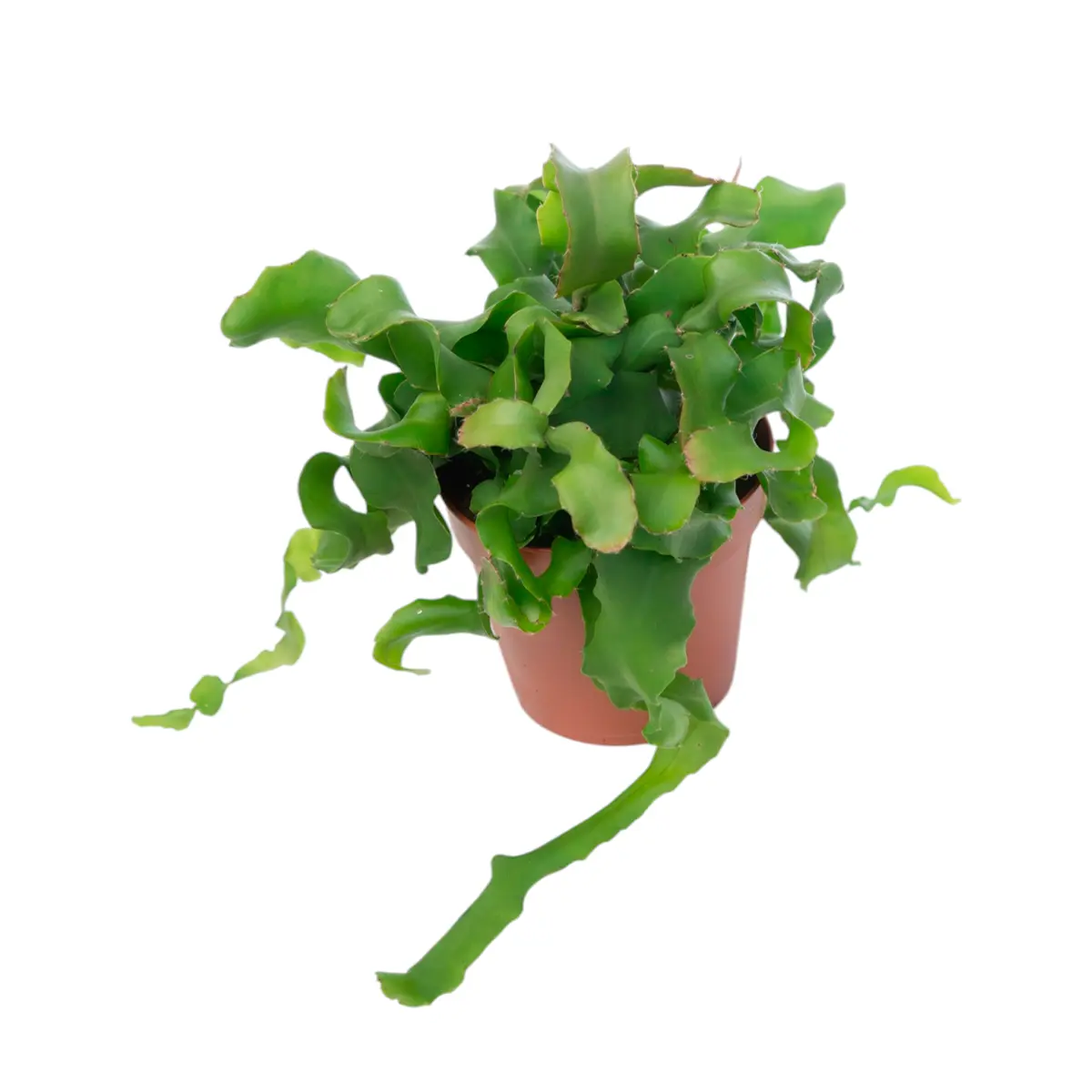 Эпифиллум Гватемальский / Epiphyllum guatemalense