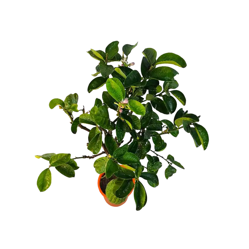 Цитрон Чедро Делла Чина / Citrus medica Cedro Della Cina — цитрусовое растение, детальное фото

