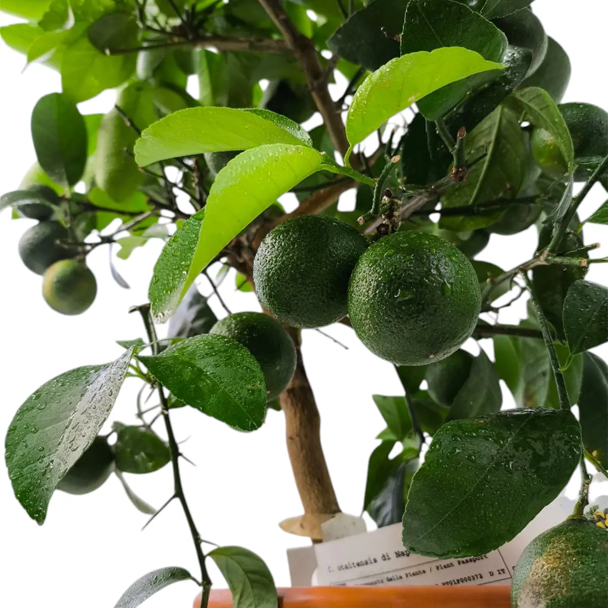 Лимон Неаполь / Lemon otaitensis di Napoli — цитрусовое растение, детальное фото
