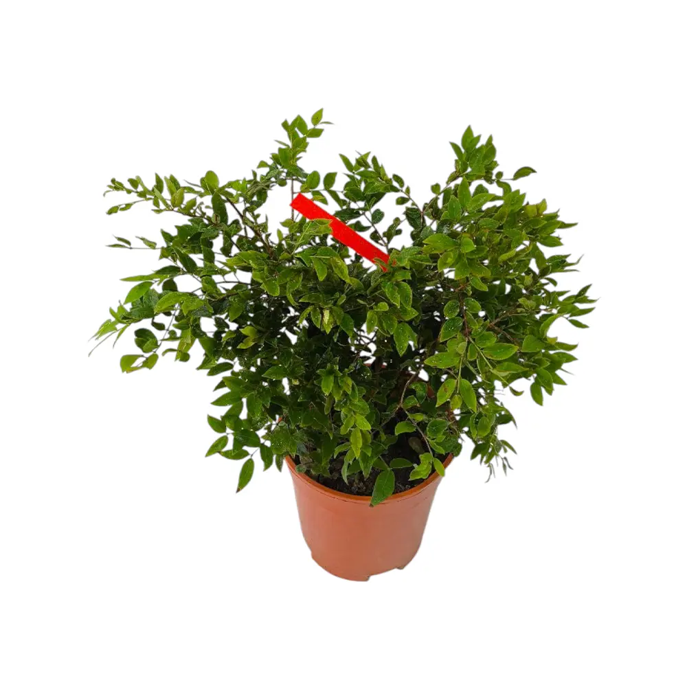 Жаботикаба / Джаботикаба / Myrciaria caulifloria