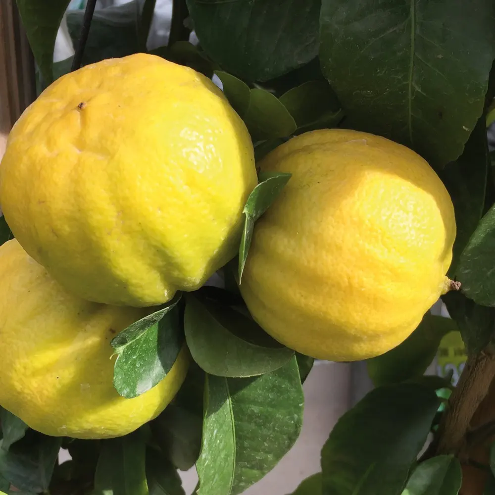 Лимон Меллароза / Lemon Mellarosa — цитрусовое растение, детальное фото
