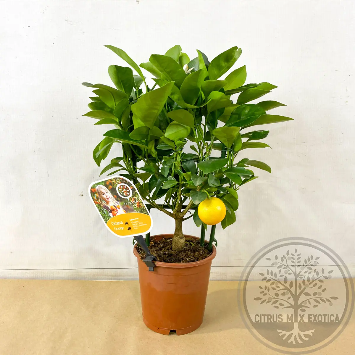 Каламондин на шпалере / Calamondin — цитрусовое растение, детальное фото
