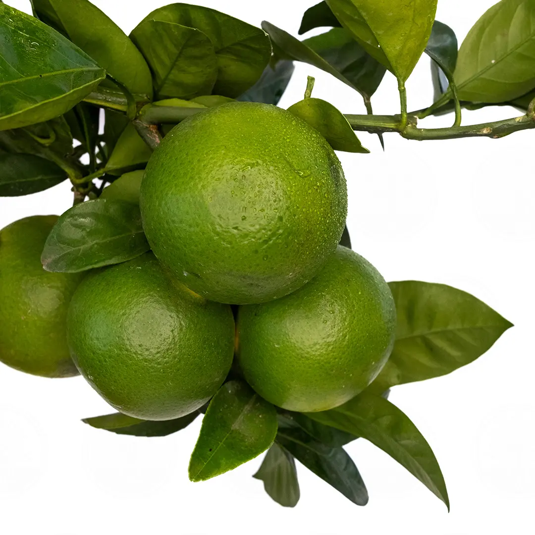 Купить апельсин Тарокко Ипполито (Citrus sinensis "Tarocco Ippolito")