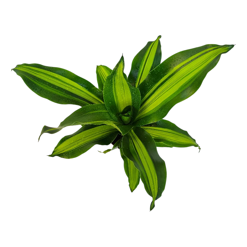 Драцена фрагранс Грин-Уайт / Dracaena Green-White купить