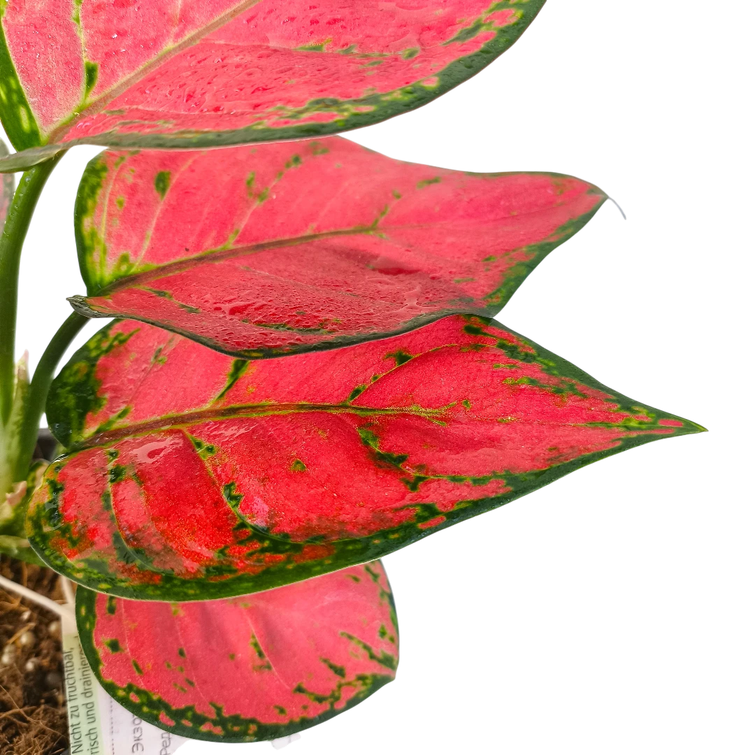 Аглаонема Бьюти Ред/ Aglaonema Beauty Red купить
