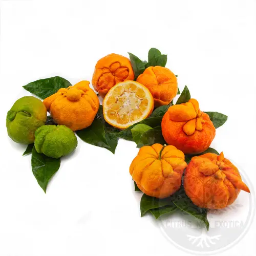Померанец Фоетифера / Bitter Orange Foetifera — цитрусовое растение, детальное фото
