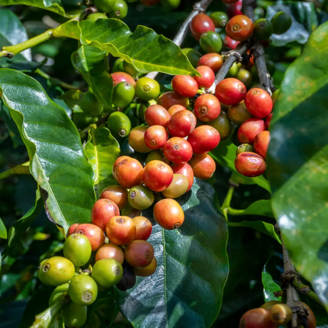 Кофе Арабика / Coffee Arabica