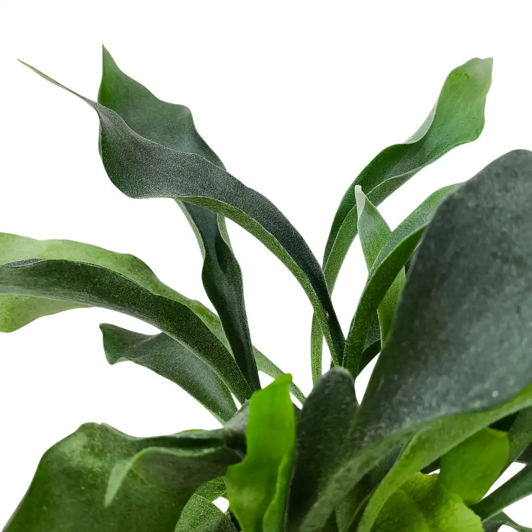 Платицериум бифуркатум / Platycerium Bifurcatum купить