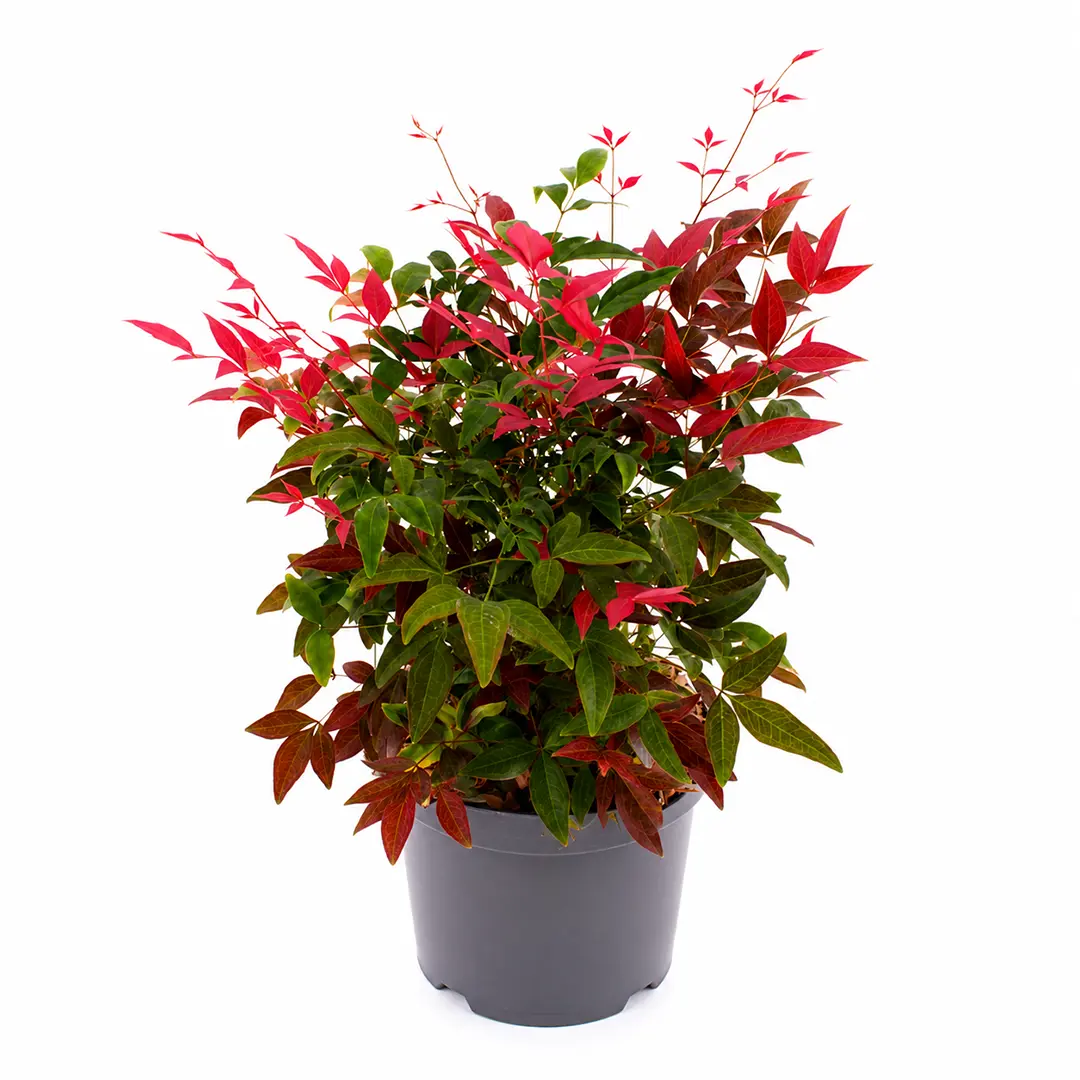 Nandina domestica листья