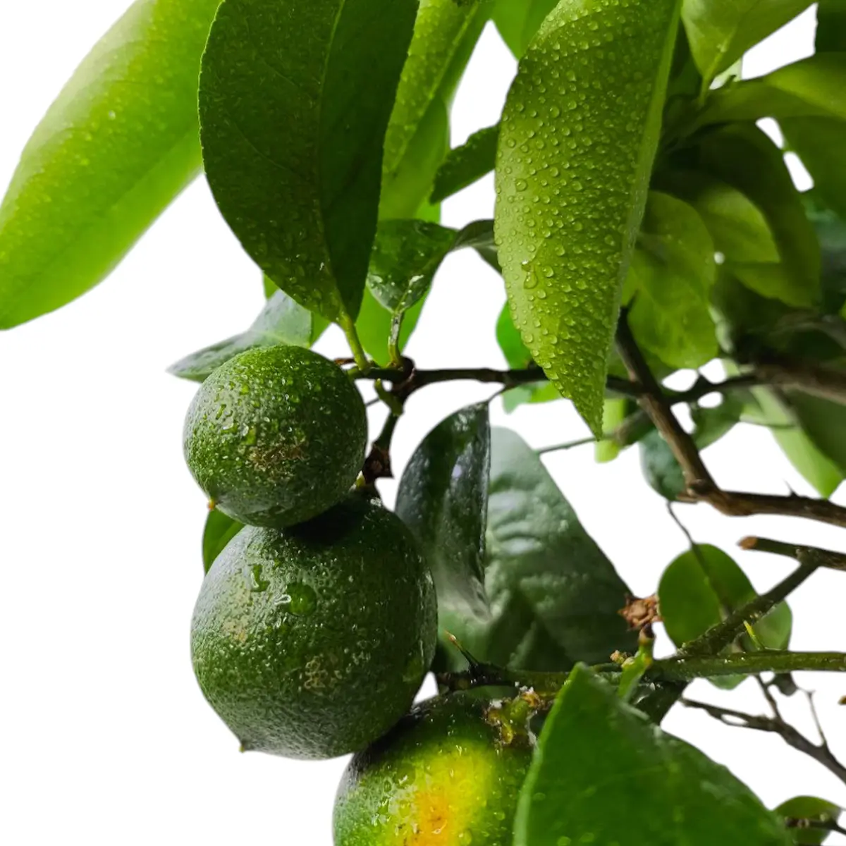 Лимон Неаполь / Lemon otaitensis di Napoli — цитрусовое растение, детальное фото
