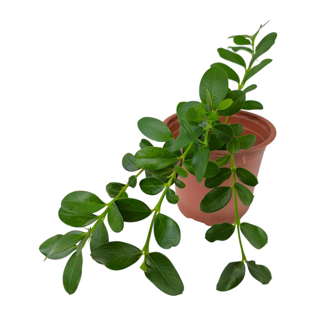 Карисса почвопокровная / carissa prostrata