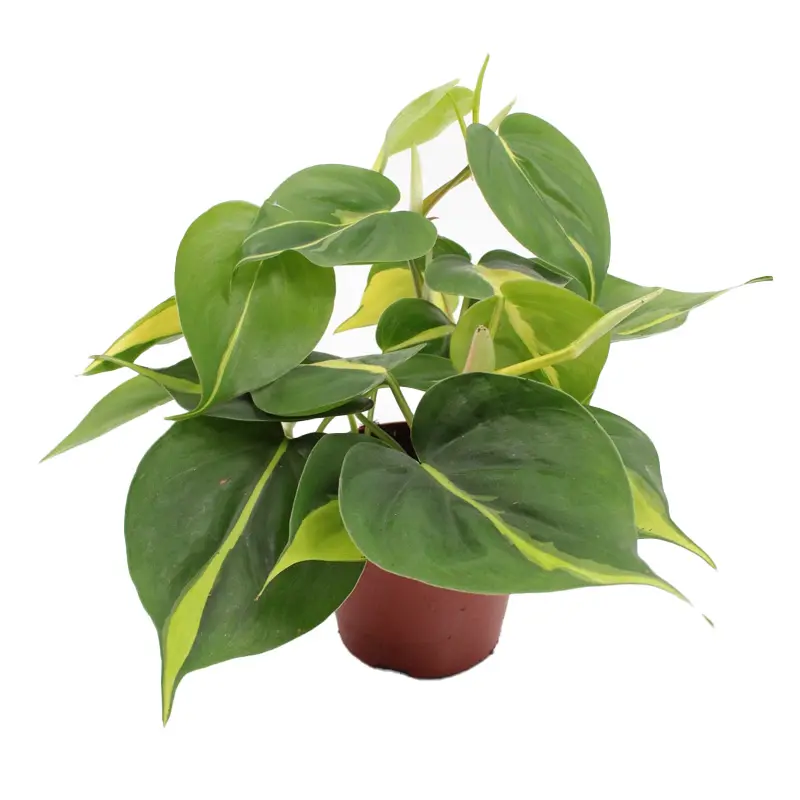 Филодендрон scandens "Brasil" купить
