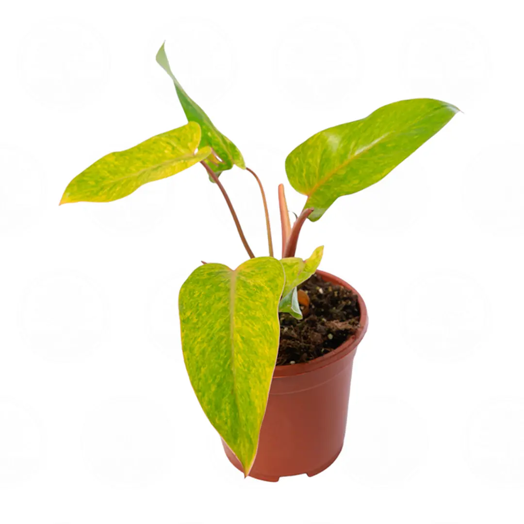 Филодендрон Паинтед Леди / Philodendron Painted Lady купить