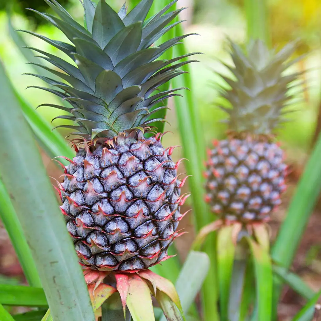 Ананас крупноплодный / Ananas comosus