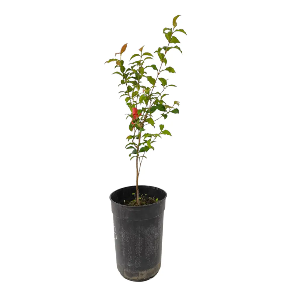 Мирциантес колючий / Myrcianthes pungens