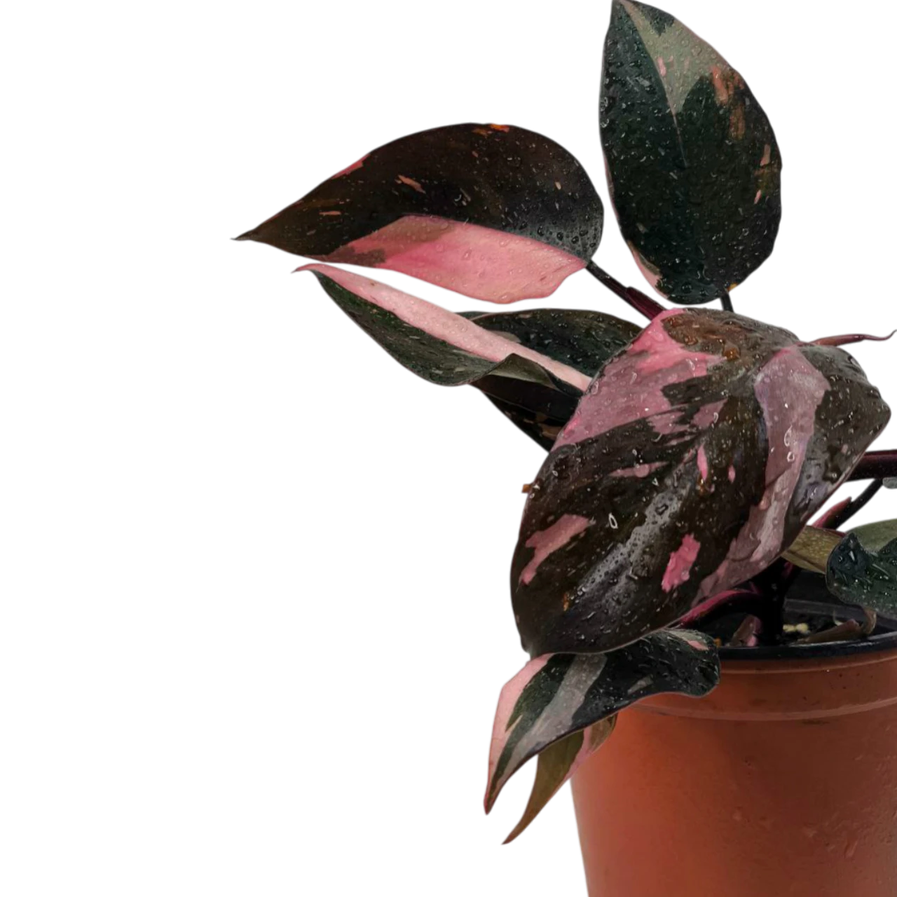 Филодендрон "Pink Marble" купить
