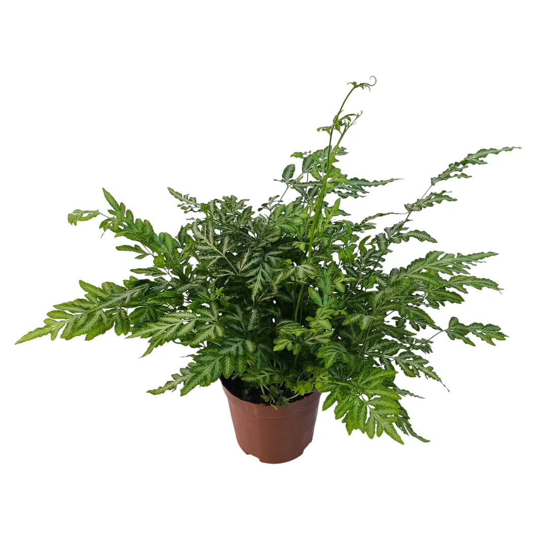 Птерис Виктория / Pteris ensiformis var. victoriae купить