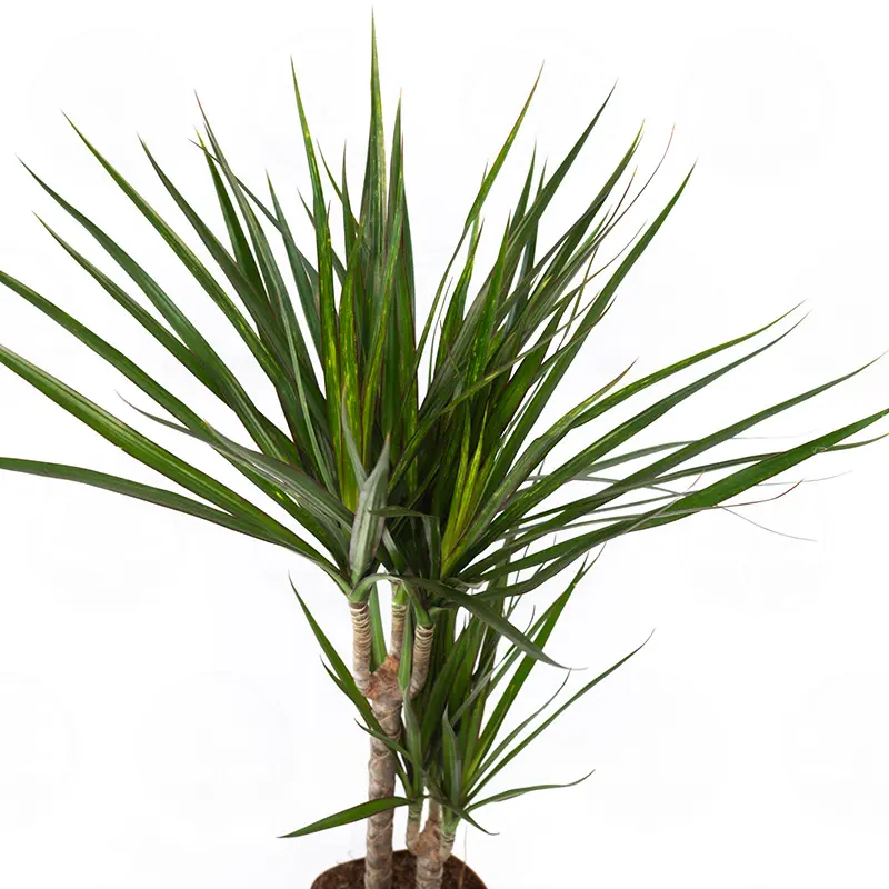 Драцена Маргината / Dracaena Marginata купить