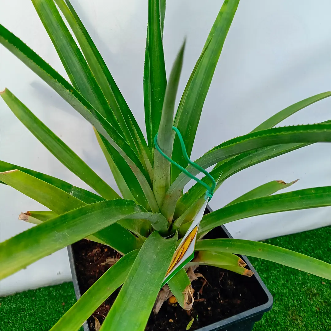 Ананас крупноплодный / Ananas comosus