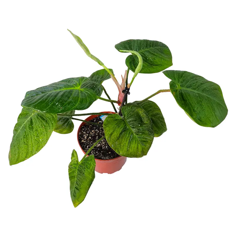 Филодендрон "Fuzzyy Petiole" купить