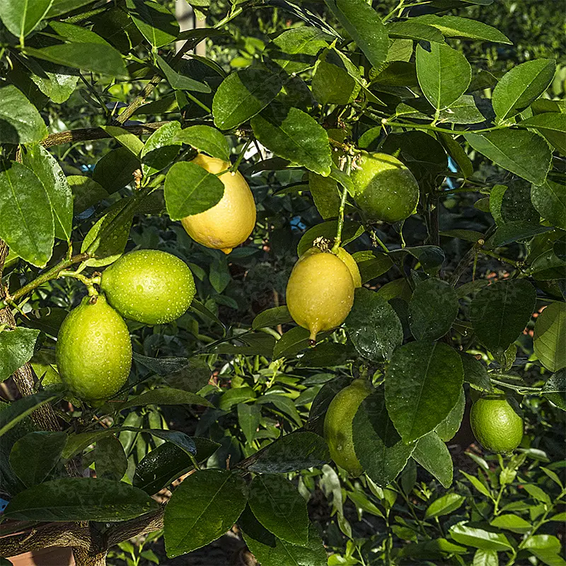 Лайм / Lime du Mohtasseb" — цитрусовое растение, детальное фото
