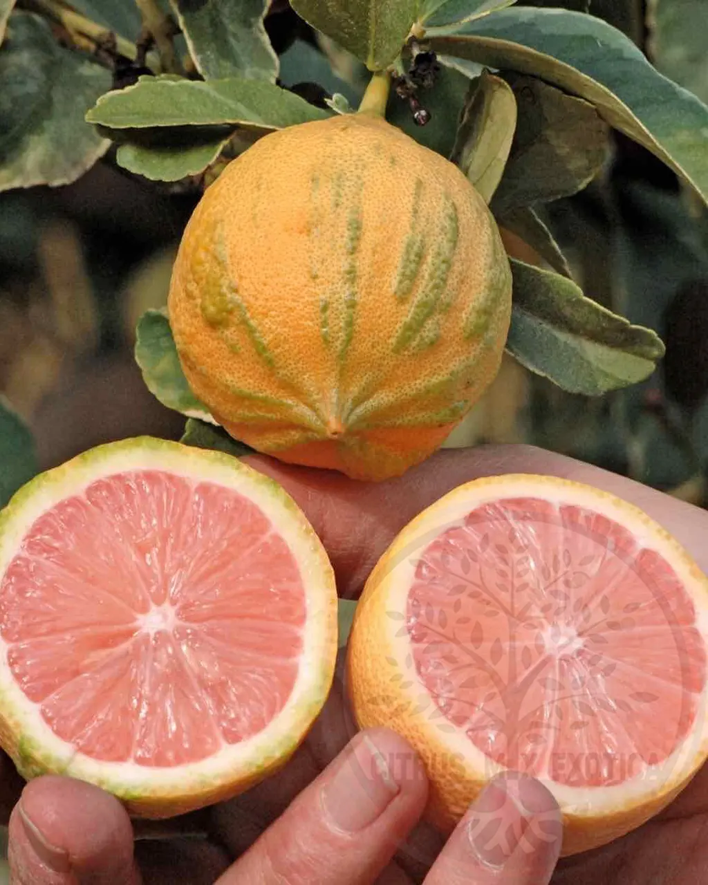 Лимон Эврика Пинк вариегатный / Lemon Eureka Pink — цитрусовое растение, детальное фото
