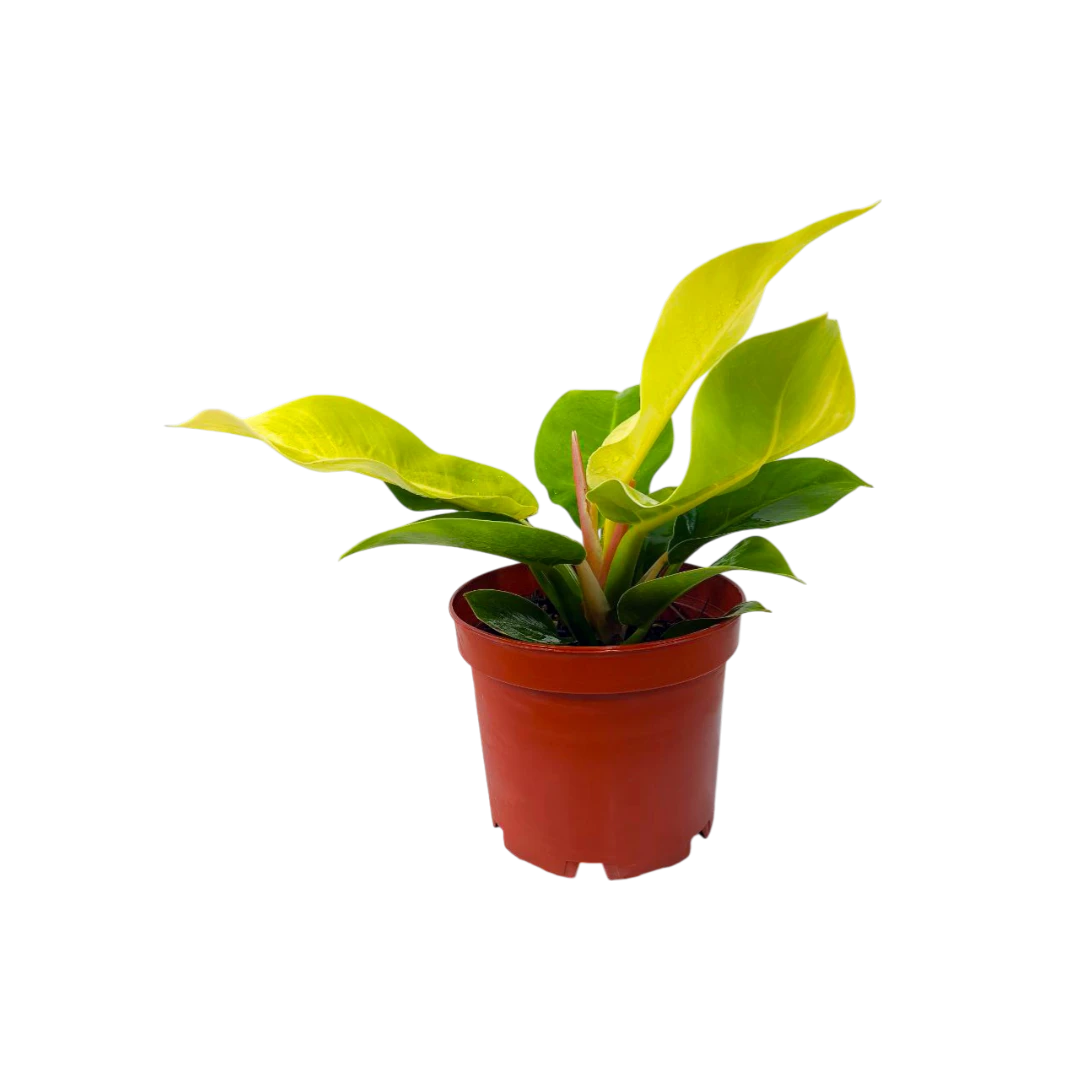 Филодендрон "Lemon Lime"  купить