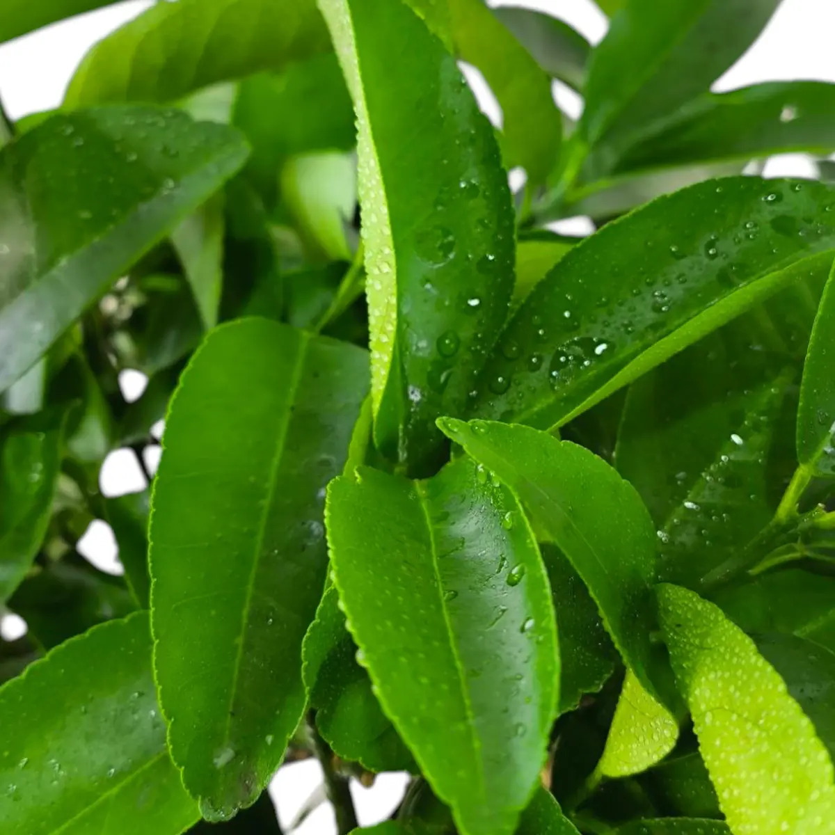 Лимон Неаполь / Lemon otaitensis di Napoli — цитрусовое растение, детальное фото
