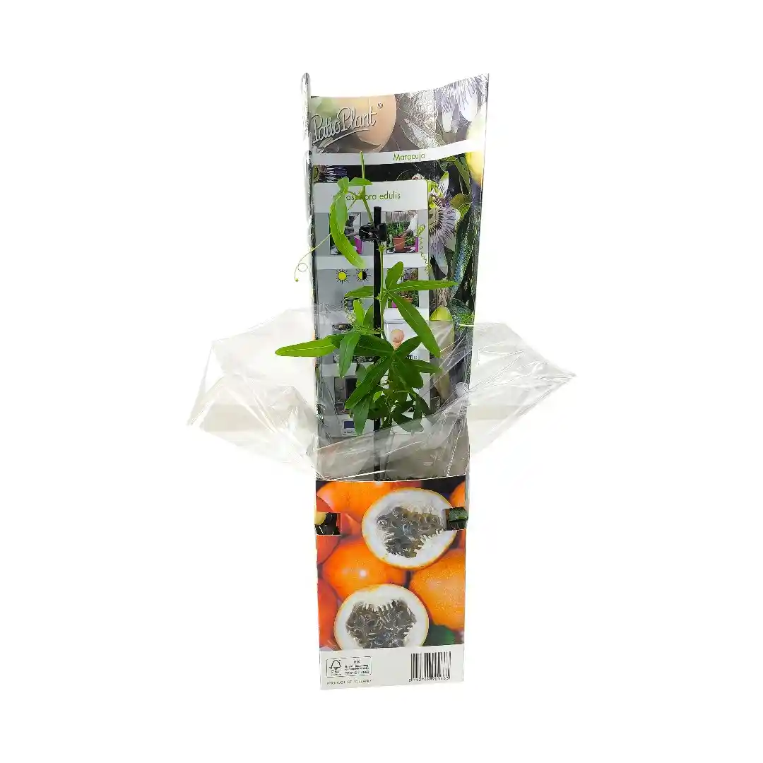 Маракуйя / Страстоцвет / Пассифлора / Passion fruit