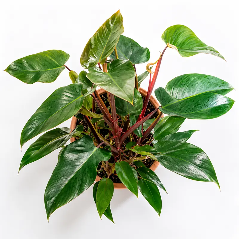 Филодендрон краснеющий / Philodendron erubescens купить
