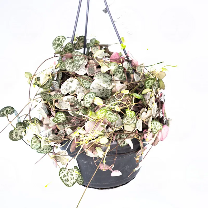 Церопегия  'Variegata' купить