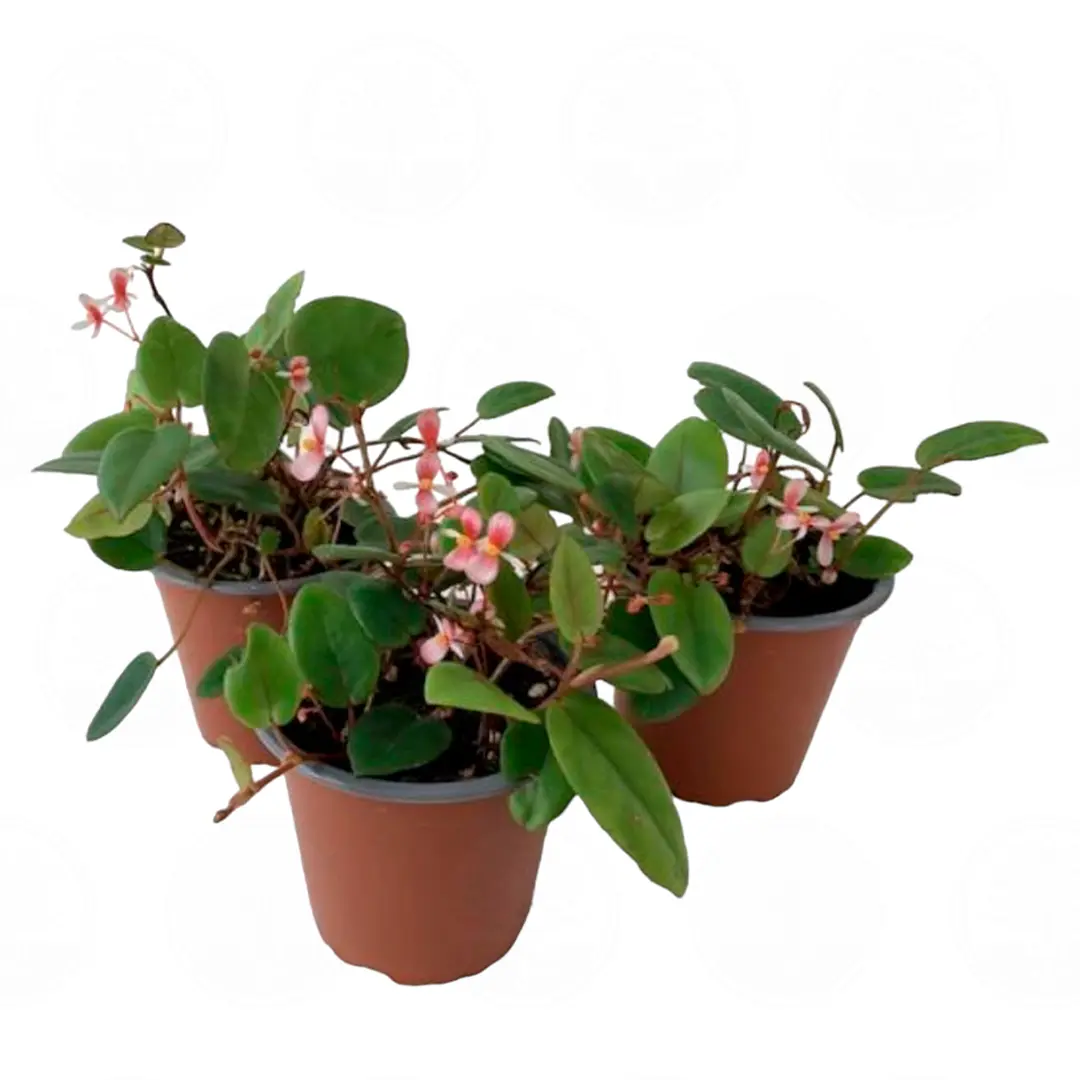 Бегония elaeagnifolia купить